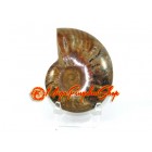 Feng Shui Ammonite Shell on Stand